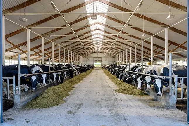 A view of a cow barn eating fodder